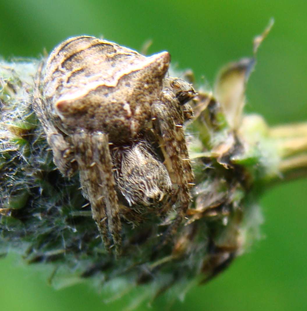 Xisticus sp. e  Gibbaranea bituberculata